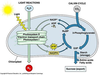 chloroplast